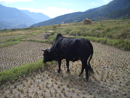 Cattle roam free after the harvest